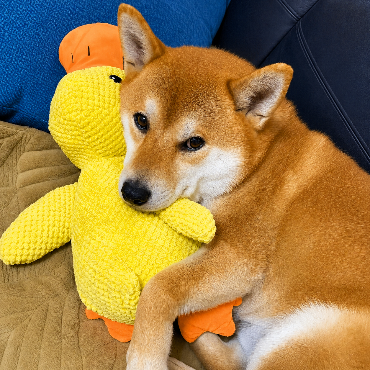 DuckBuddy™
