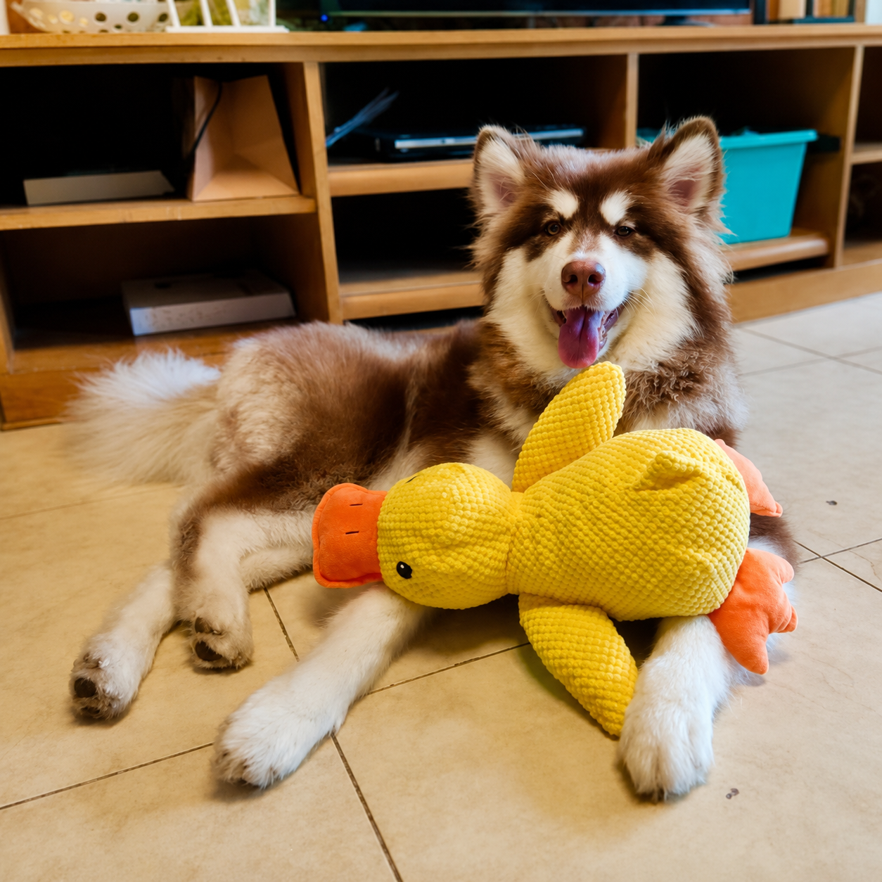 DuckBuddy™